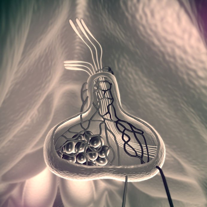 Chiari Malformasyonu